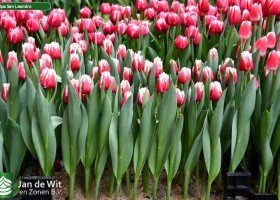 Tulipa San Leandro ® (1)